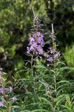 Fireweed, Chamaenerion angustifolium