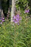 Fireweed, Chamaenerion angustifolium