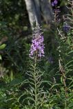 Fireweed, Chamaenerion angustifolium