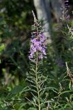 Fireweed, Chamaenerion angustifolium