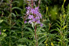 Fireweed, Chamaenerion angustifolium