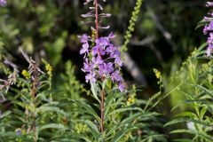 Fireweed, Chamaenerion angustifolium
