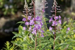 Fireweed, Chamaenerion angustifolium