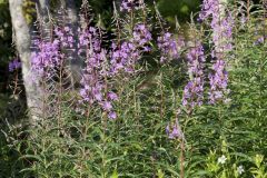 Fireweed, Chamaenerion angustifolium