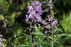 Fireweed, Chamaenerion angustifolium