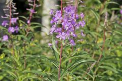 Fireweed, Chamaenerion angustifolium