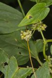 Fiveangled Dodder, Cuscuta pentagona