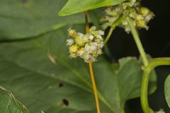 Fiveangled Dodder