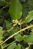 Fiveangled Dodder, Cuscuta pentagona