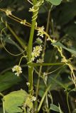 Fiveangled Dodder, Cuscuta pentagona