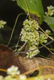 Fiveangled Dodder, Cuscuta pentagona