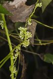 Fiveangled Dodder, Cuscuta pentagona