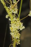 Fiveangled Dodder, Cuscuta pentagona