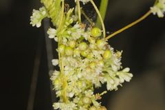 Cuscutaceae, Dodder Family