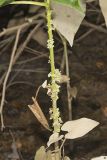 Fiveangled Dodder, Cuscuta pentagona