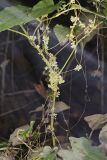 Fiveangled Dodder, Cuscuta pentagona