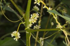 Fiveangled Dodder, Cuscuta pentagona