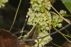 Fiveangled Dodder, Cuscuta pentagona