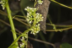 Fiveangled Dodder, Cuscuta pentagona