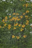 Flame Azalea, Rhododendron calendulaceum