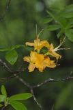Flame Azalea, Rhododendron calendulaceum