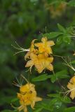 Flame Azalea, Rhododendron calendulaceum