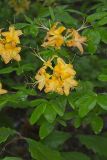 Flame Azalea, Rhododendron calendulaceum