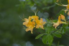 Flame Azalea, Rhododendron calendulaceum
