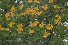 Flame Azalea, Rhododendron calendulaceum