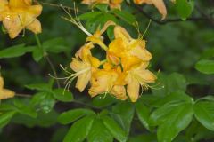 Flame Azalea, Rhododendron calendulaceum