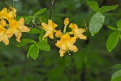 Flame Azalea, Rhododendron calendulaceum