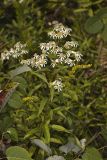 Flat-topped White Aster, Doellingeria umbellata