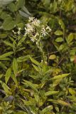 Flat-topped White Aster, Doellingeria umbellata