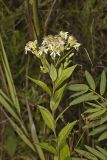 Flat-topped Aster, Doellingeria umbellata
