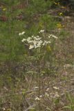 Flat-topped White Aster, Doellingeria umbellata