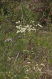 Flat-topped White Aster, Doellingeria umbellata