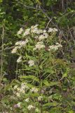 Flat-topped White Aster, Doellingeria umbellata