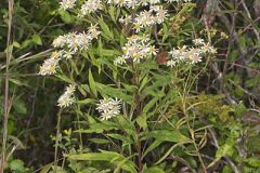 Flat-topped White Aster