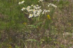 Flat-topped White Aster, Doellingeria umbellata