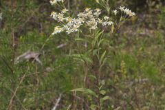 Flat-topped White Aster, Doellingeria umbellata
