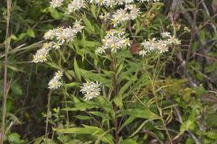 Flat-topped White Aster, Doellingeria umbellata