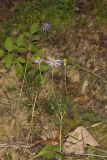 Flaxleaf Whitetop Aster, Ionactis linariifolius