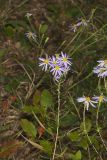 Flaxleaf Whitetop Aster, Ionactis linariifolius