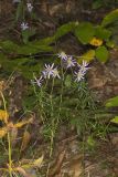 Flaxleaf Whitetop Aster, Ionactis linariifolius