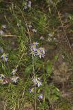 Flaxleaf Whitetop Aster, Ionactis linariifolius