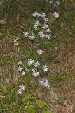 Flaxleaf Whitetop Aster, Ionactis linariifolius