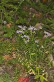 Flaxleaf Whitetop Aster, Ionactis linariifolius