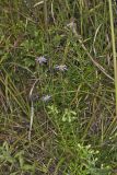 Flaxleaf Whitetop Aster, Ionactis linariifolius