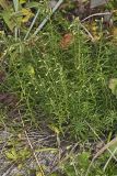 Flaxleaf Whitetop Aster, Ionactis linariifolius