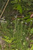 Flaxleaf Whitetop Aster, Ionactis linariifolius